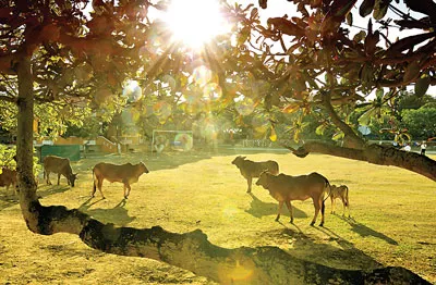 Bình minh trên đảo Song Tử Tây.