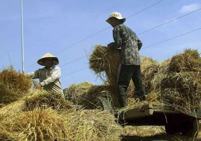 Nông dân thu hoạch lúa tại ĐBSCL.
