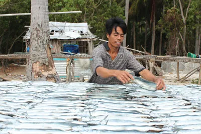 Mỗi năm gia đình ông Sáu Ánh sản xuất hai tấn cá khô, bán được 70 triệu đồng, trừ chi phí, lãi được 50 triệu đồng.