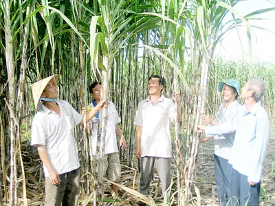 Nông dân gặp khó