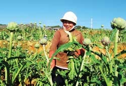 A farmer harvests artichokes in Da Lat. (Photo: SGGP)