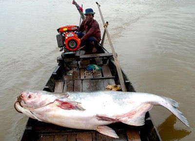 A fisherman in Quoc Thai Commune in the southern province of An Giang caught a giant catfish in the Hau River (Photo: SGGP)