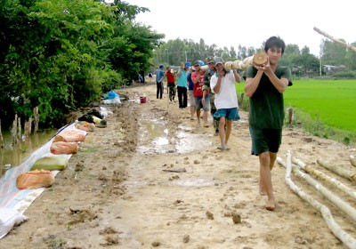 Mekong Delta residents fortify the dyke system to cope with impending flooding (Photo: SGGP)