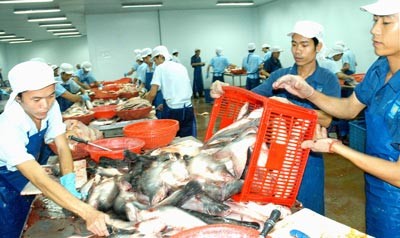 Workers process pangasius fish for export at a plant in Dong Thap Province (Photo: SGGP)