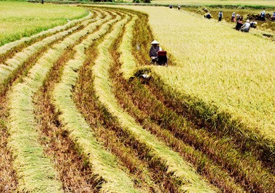 Farmers harvest rice in the Mekong Delta (Photo: SGGP)