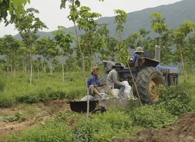 Thực trạng chuyển đổi rừng ở Tây Nguyên - Bài 2: Xa vời giấc mộng đổi đời