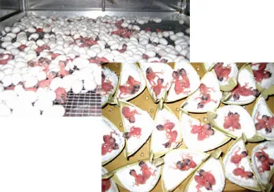 Kỹ thuật ấp nở chim yến non tại Công ty Yến sào Khánh Hòa.