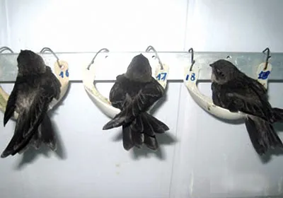 Chim yến làm tổ trong nhà.