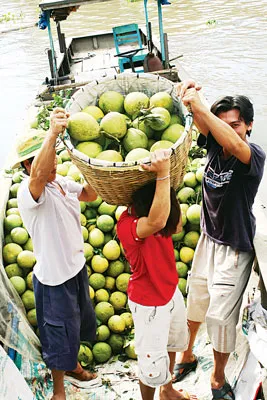 Nông dân trồng bưởi năm roi theo Global Gap nhưng phải bán cho thương lái bên ngoài với giá thường.