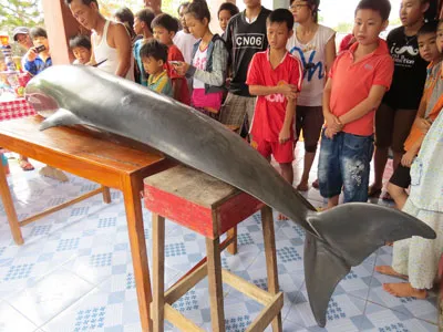 Quảng Ngãi: Cá voi mắc cạn