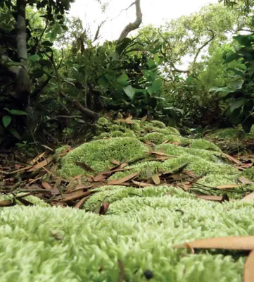 Rêu dưới tán rừng chạy dài tít tắp đã giúp rừng xanh tốt trên cát và giúp dân có nguồn nước mát.