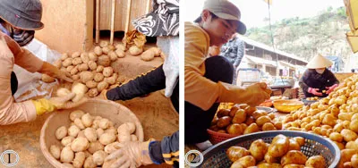 Vẫn vô tư “khoác áo” Đà Lạt cho khoai tây Trung Quốc