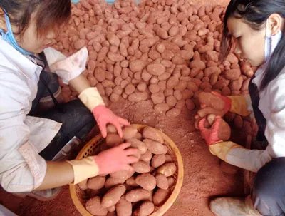 Bôi đất đỏ lên khoai tây Trung Quốc tại một cơ sở kinh doanh ở phường 11 (TP Đà Lạt)