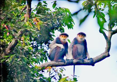 The brown/red shanked doue langer (Pygathrix nemaeus) in Son Tra Nature Reserve.