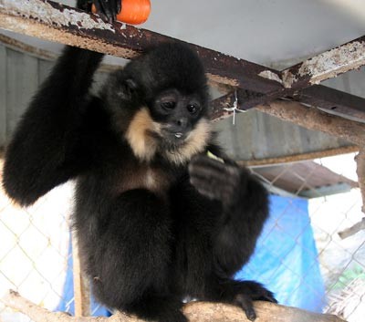 For illustration (Photo: SGGP)