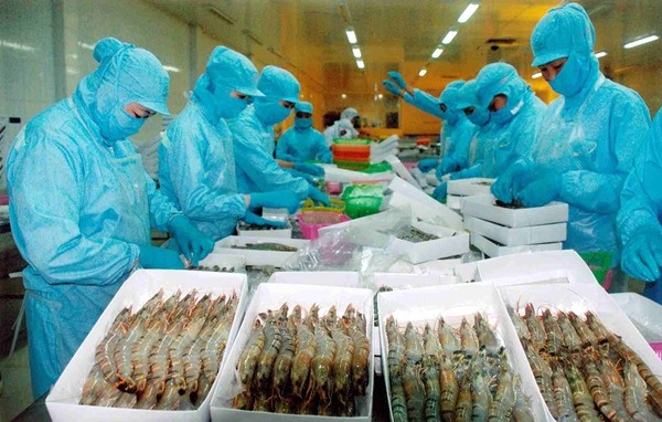 The file photo shows workers processing shrimp for export to the EU. Sea food exporters will benfit from the EVFTA.