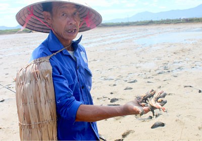 A farmer shows dead white-leg shrimp in Ha Tinh Province (Photo: SGGP)
