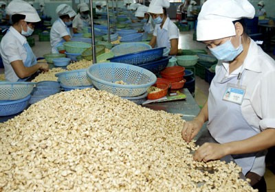 Workers process cashew nuts for export (Photo: SGGP)