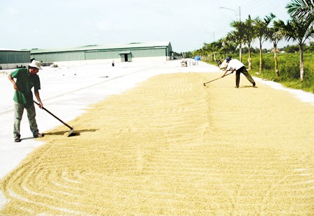 Farmers’ dry rice in the Mekong Delta (Photo: SGGP)