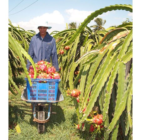 A farmer collecting dragon fruit (Photo: SGGP)