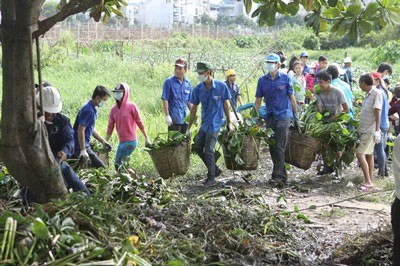 Youth volunteers removing water hyacinth from Rach Lang Canal in Binh Thanh District in HCMC (Photo: SGGP)