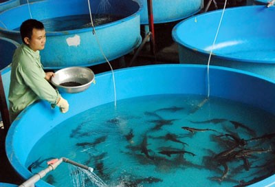 Breeding sturgeon fries at Tuyen Lam Lake in Da Lat City. (Photo: SGGP)