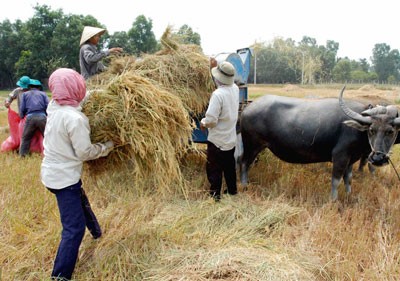 Farmers in the Mekong delta harvest rice. The region should swich from low-yield rice to higher-value cash crops to increase farmers' income (Photo: SGGP)
