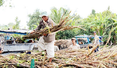 Farmers manually harvest sugarcane in the Mekong Delta (Photo: SGGP)
