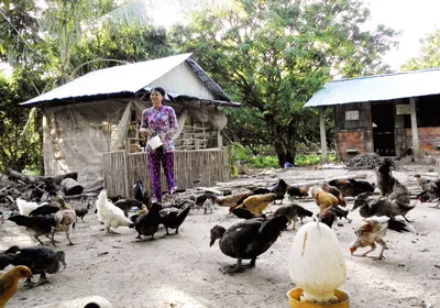 Heifer - con bò cái tơ