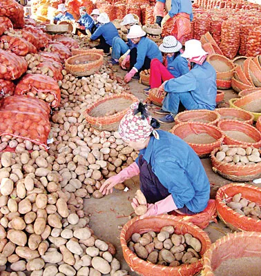 Quản lý an toàn vệ sinh thực phẩm: Nhức nhối nông sản “bẩn”