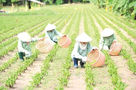 Sử dụng các sản phẩm từ Trinh nữ hoàng cung: Cẩn trọng không thừa! ảnh 2