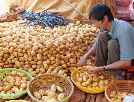 Phân loại khoai tây Trung Quốc sau khi rửa