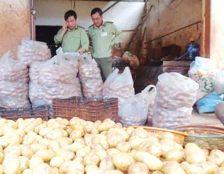 Khoai tây Trung Quốc vẫn đổ về Đà Lạt