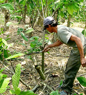 Tây Nguyên: Đua nhau trồng, chặt