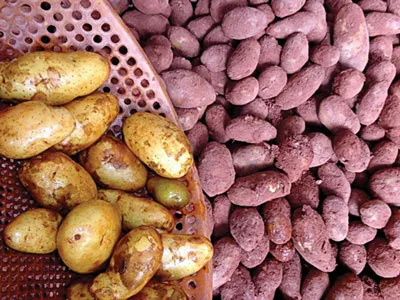 Khoai tây Trung Quốc trước (bên trái) và sau khi được “khoác áo” Đà Lạt.