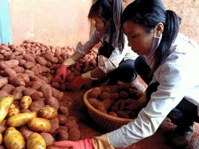 Trộn đất đỏ Đà Lạt lên khoai tây Trung Quốc.