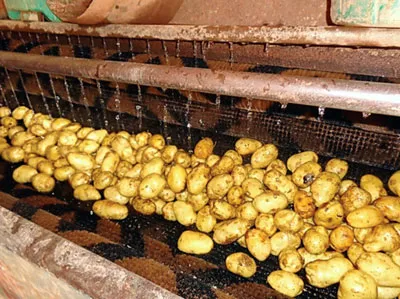 Tại đây, khoai tây được rửa sạch, một số tiểu thương còn đầu tư máy rửa với công suất 150kg/mẻ.