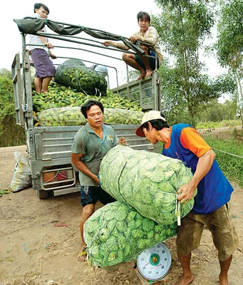 Cân và vận chuyển sen đến cung cấp thị trường các nơi.