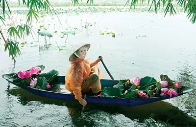 Hoa sen hồng đẹp gần gũi mà thanh tao xứng đáng là quốc hoa Việt Nam.