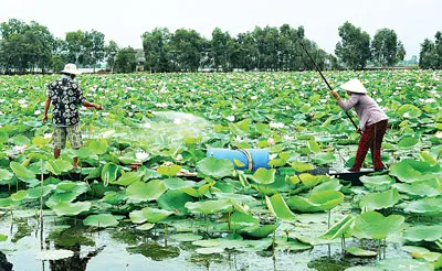 Bón phân chăm sóc và phun thuốc trừ sâu trên những cánh đồng sen