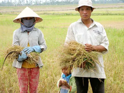 Tái cấu trúc nông nghiệp - Cần một đột phá chiến lược