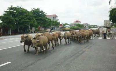 Bò thả rông trên quốc lộ 5