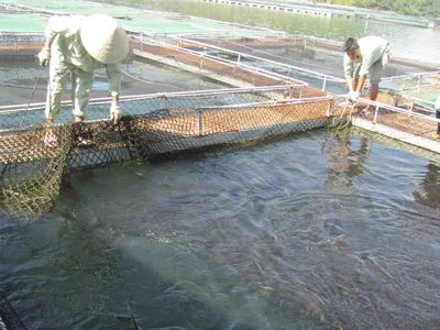 Cá tầm lậu vào nội địa bằng cách nào?