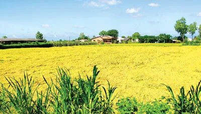 Những cánh đồng lúa vàng luôn là chất liệu thơ văn ĐBSCL. Ảnh: TRUNG ĐANG Y