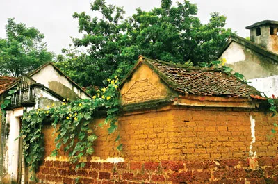 Rêu phong tường cũ