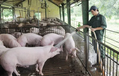 Quản lý bất cập, ngành chăn nuôi tụt hậu