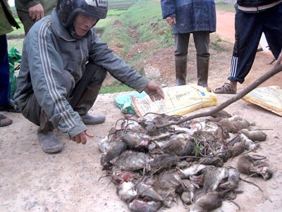 Farmers in Quang Binh Province kill many field rats but paddy fields are still devastated (Photo: SGGP)