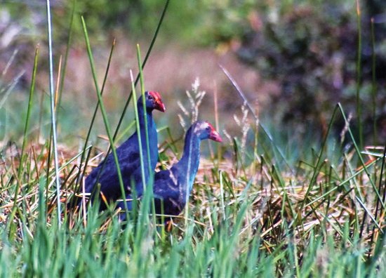 Birds in Tra Su Cajuput Forest (Photo: SGGP)