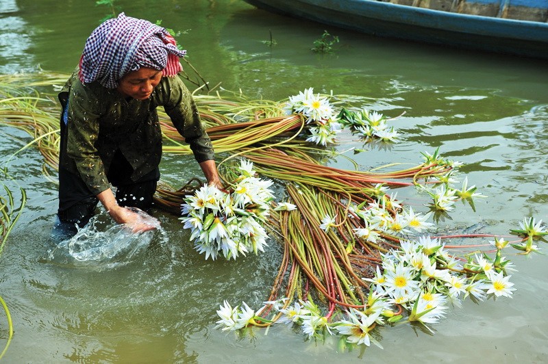 Trees and plants in the region are enriched with alluvium flowing downstream during the flood season (Photo: SGGP) 3. The region is dense with clusters of water ferns, and the sight of the setting sun is particularly awesome (Photo: SGGP)