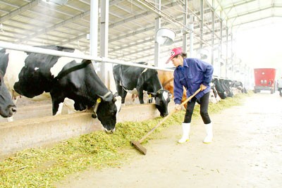 A worker at the Dairy Demonstration and Experiment Farm in Binh Chanh District feed cow with hay (Photo: SGGP)